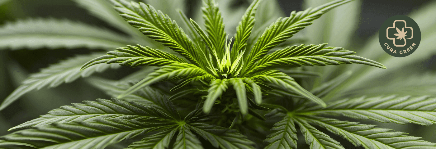 grüne Cannabis Pflanze